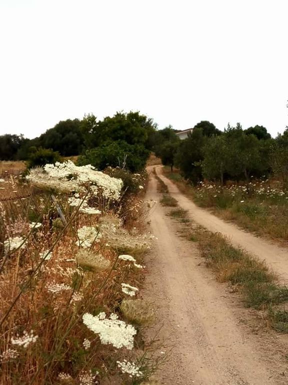 Nacchinono Bed and Breakfast Όλμπια Εξωτερικό φωτογραφία