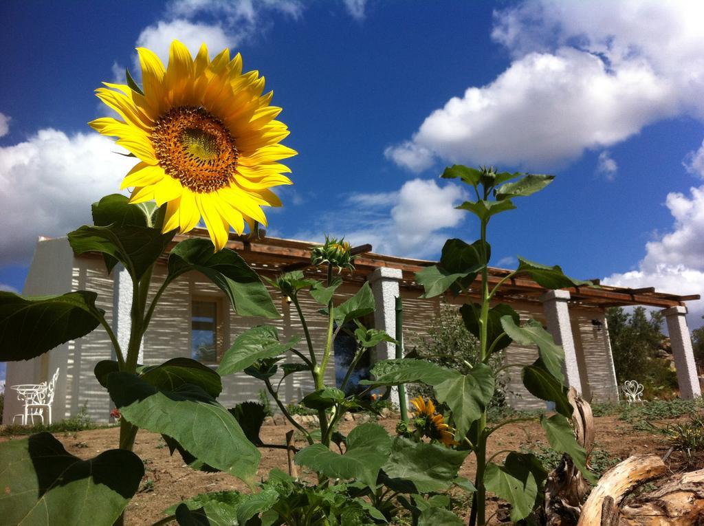 Nacchinono Bed and Breakfast Όλμπια Εξωτερικό φωτογραφία